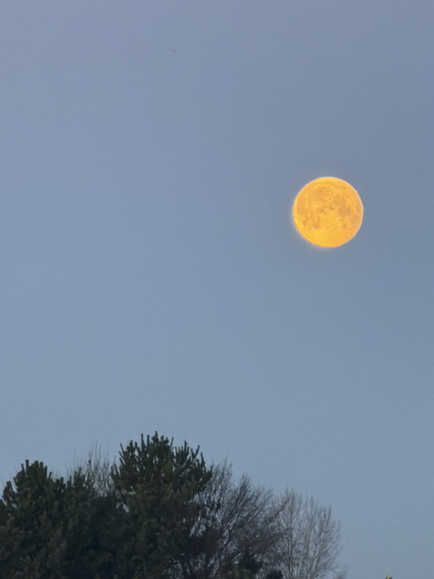 Orange fuldmåne over trætoppe i blå lys